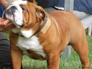 English Bulldog dogs KC Reg Red and White Bulldog *Health Tested* Stud in Sheffield - Advert 2