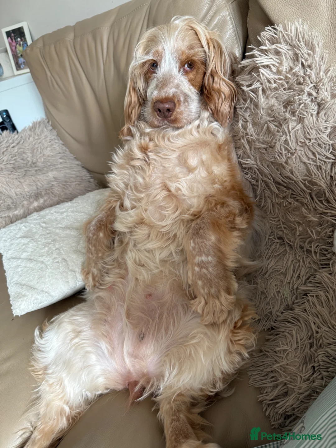 Cocker Spaniel dogs for sale: WAITING LIST OPEN🐶 stunning show cocker spaniels - Advert 2