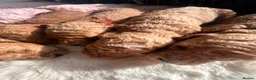 Cavapoo dogs for sale: RED HEALTH TESTED CAVAPOOS 5 STAR LICENSED  - Advert 4
