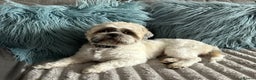 Shih Tzu dogs for stud: Shih Tzu FOR STUD ONLY - Advert 1