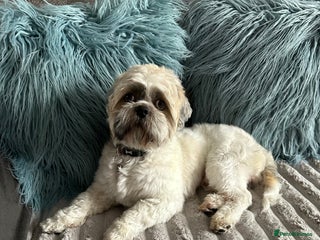 Shih Tzu dogs - Advert 6