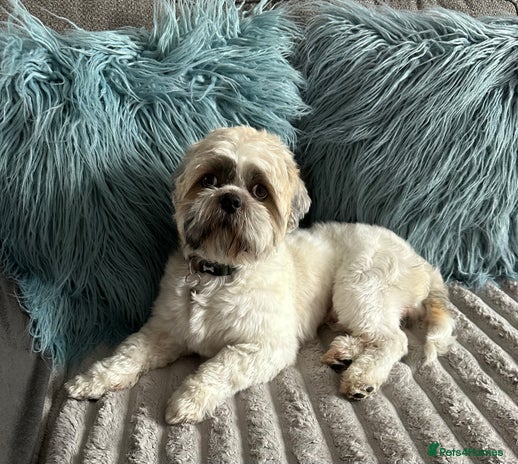 Shih Tzu dogs - Advert 1