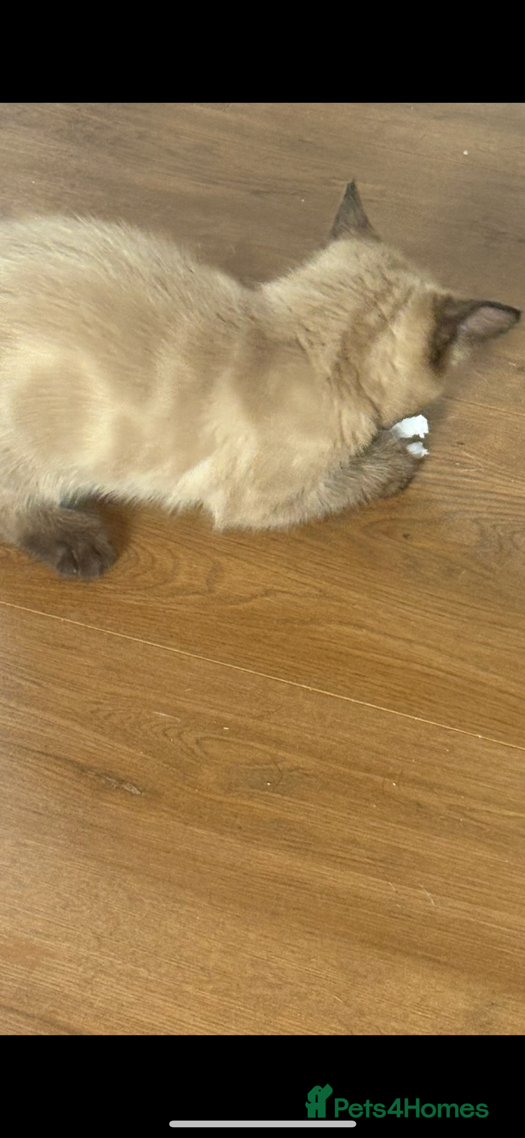 Ragdoll cats for sale:  Caramel pointed Ragdoll kitten  - Image 7