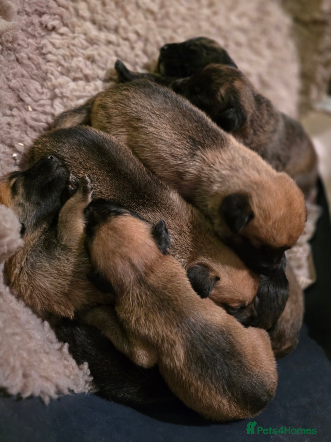 Belgian Shepherd Dog dogs for sale: Dutch Herder Puppies - Advert 15