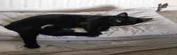 Domestic Shorthair cats for sale: Bonded pair of indoor girl cats - together only - Advert 27