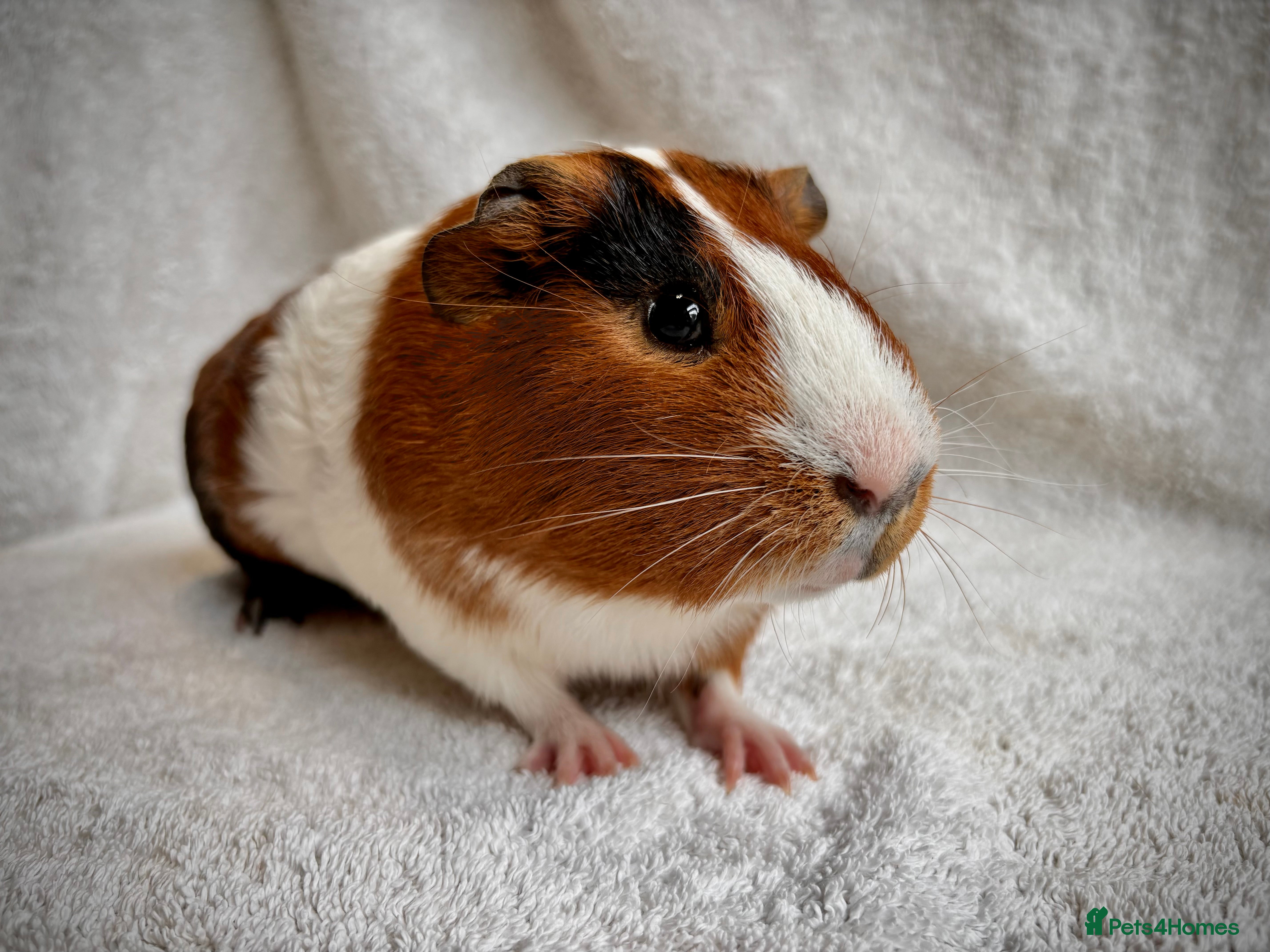 Guinea Pig rodents 1 lovely "Tortoise shell & White" boy - Advert 21