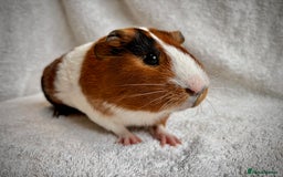 Guinea Pig rodents for sale: 1 lovely "Tortoise shell & White" boy - Image 1
