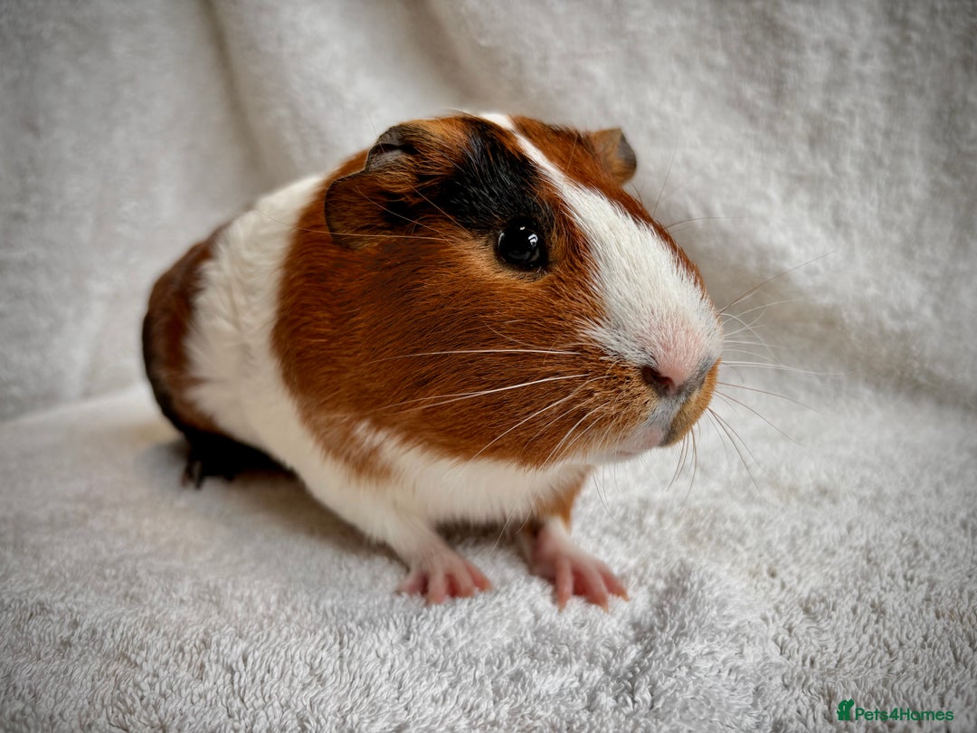 Guinea Pig rodents for sale: 1 lovely "Tortoise shell & White" boy - Image 1
