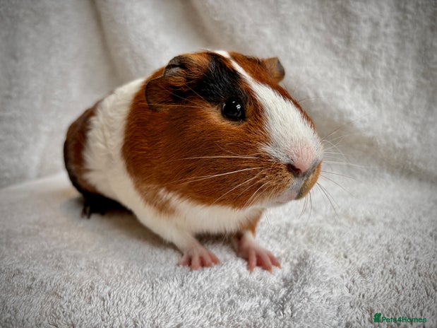 Guinea Pig rodents - Advert 1