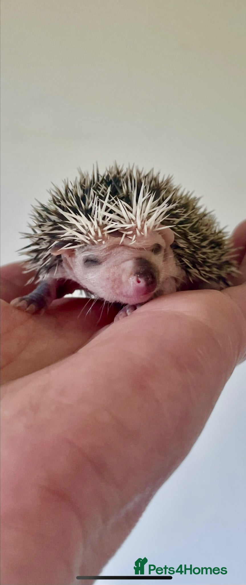 Pygmy Hedgehog rodents Adorable New Baby African Pygmy Hedgehogs - Advert 2