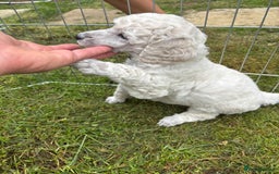 Standard Poodle dogs for sale: Standard poodle  - Image 14
