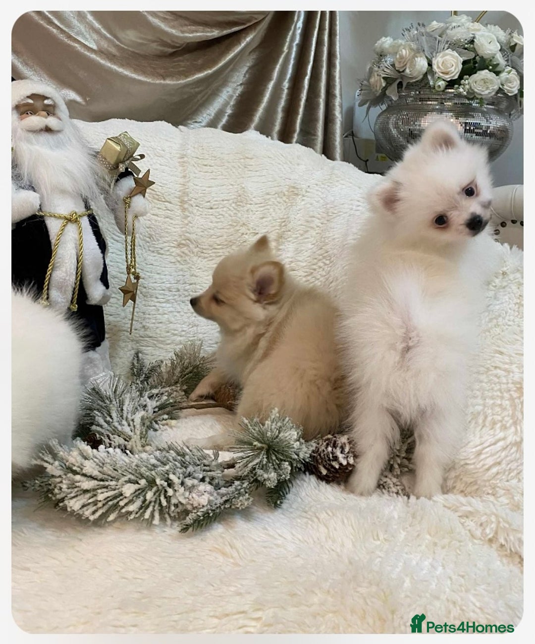 Pomeranian dogs for sale: Pomeranian puppies ready to go… - Advert 8