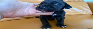 Great Dane Puppy 6
