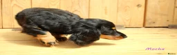 Miniature Dachshund dogs for sale: 🌟Dapple & Black Tan PRA Clear KC reg – June 26🌟 - Advert 6