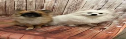 Pomeranian dogs for sale:  Tiny Male Pomeranian Puppy  in Stafford - Advert 4