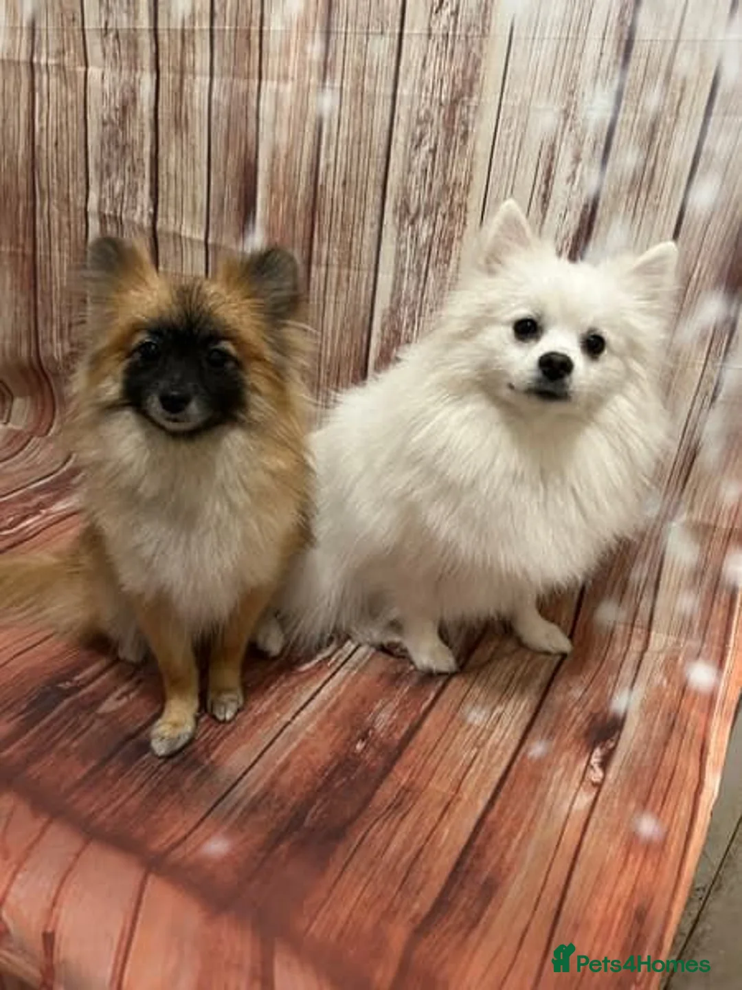 Pomeranian dogs for sale:  Tiny Male Pomeranian Puppy  in Stafford - Advert 4