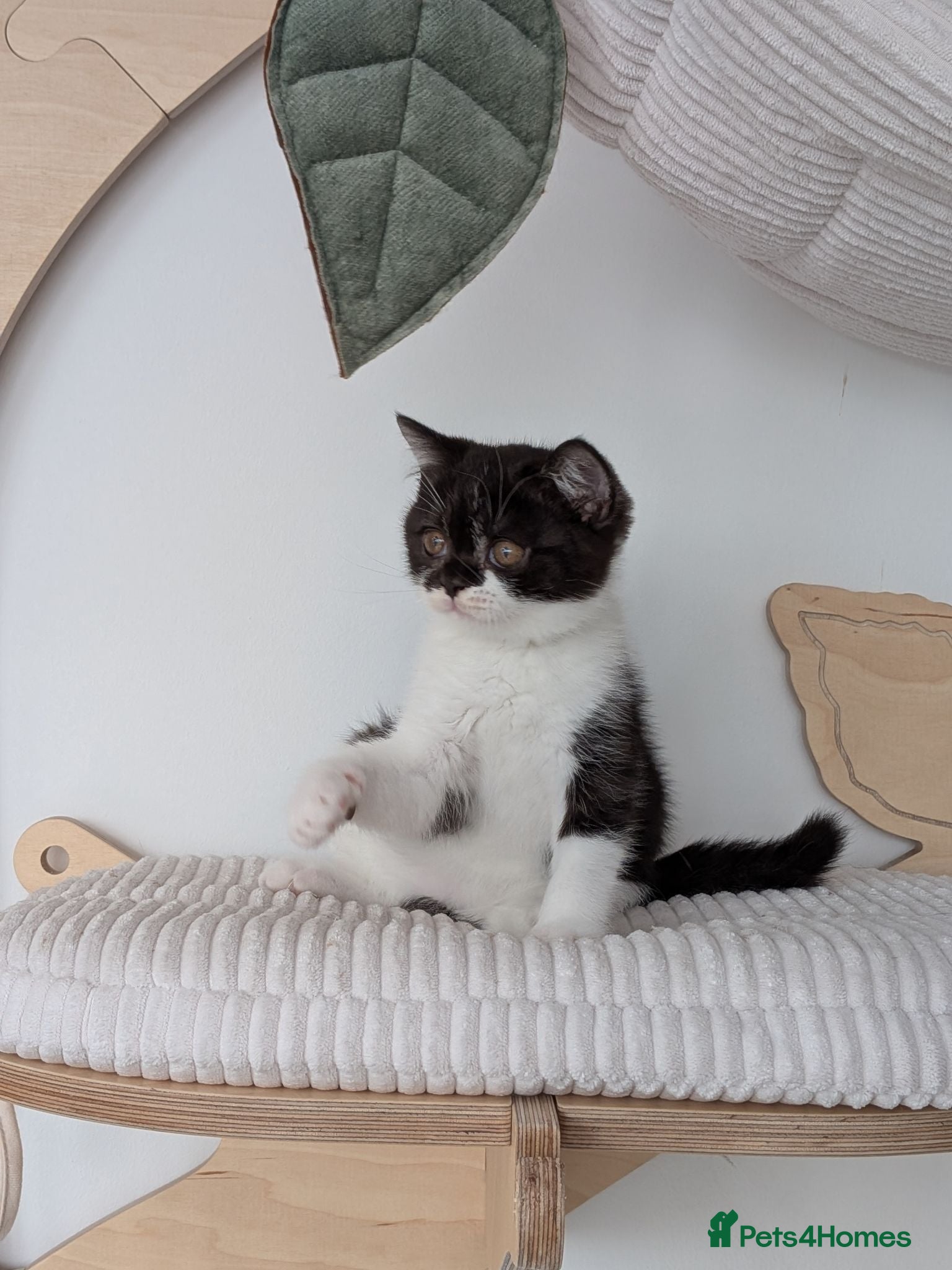 British Shorthair cats GCCF Registered Kittens  - Advert 1