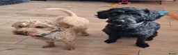 Labradoodle dogs for sale: Male toy labradoodle  - Advert 22