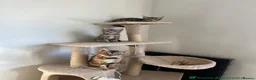 Bengal cats for sale: Ready to leave now  - Advert 11
