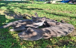 Mixed Breed cats for sale: Grey kittens  - Image 1