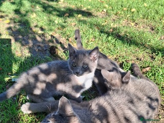 Mixed Breed cats - Advert 1