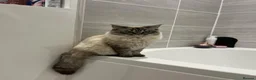 Ragdoll cats for sale: Ready now beautiful kittens 2 left - Advert 11