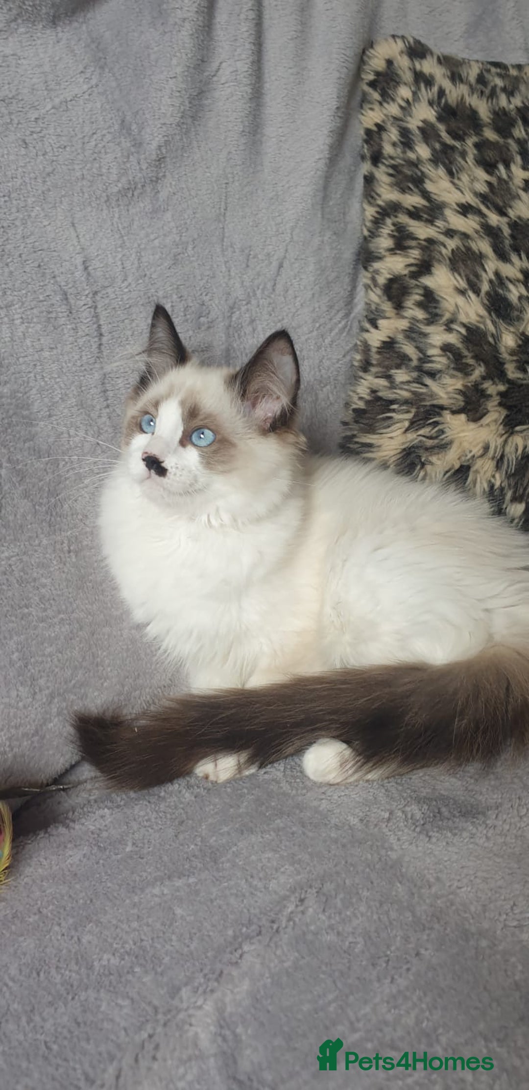 Ragdoll cats for sale: 💖Beautiful GCCF Registered Ragdoll Kittens. - Image 9