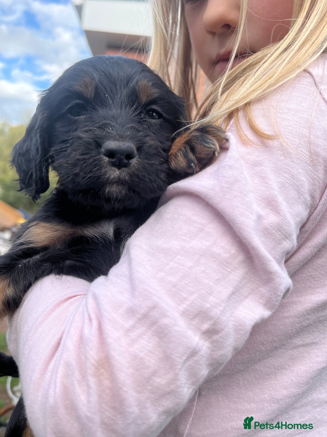 Cocker Spaniel dogs for sale: Pedigree working cocker spaniels - Image 8