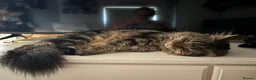 Maine Coon cats for sale: Beautiful Maine coon cross tabby boy neutered  - Advert 3