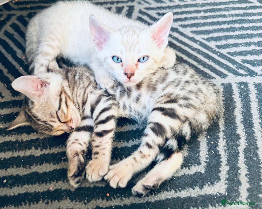 Bengal cats for sale: 5 Exceptional TICA Registered Glitter Bengals  in Bristol - Image 17