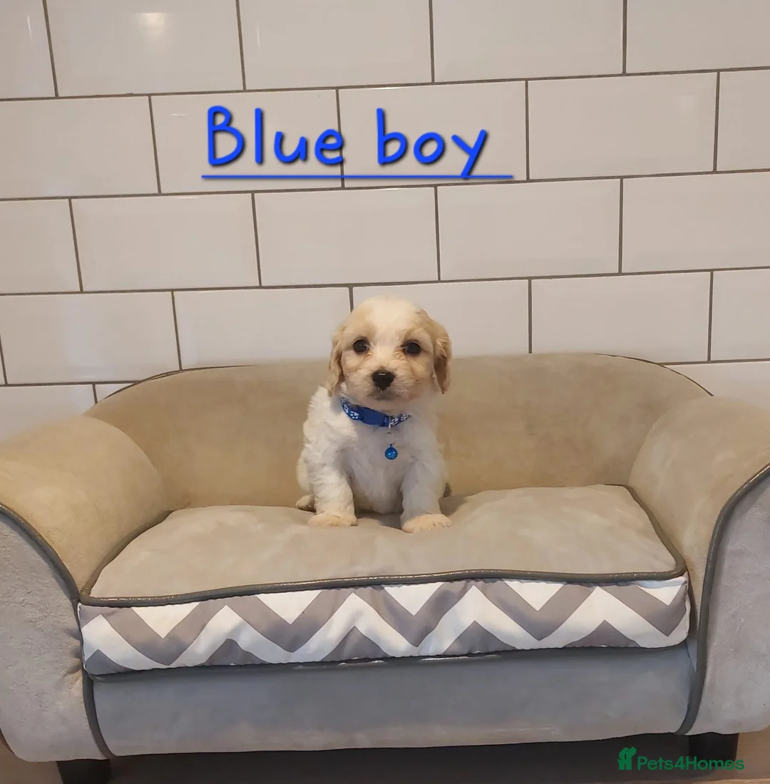 Cavachon dogs for sale: Beautiful Cavachon puppies 💕 - Advert 13