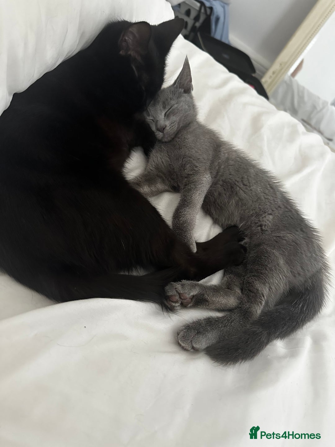 Mixed Breed cats for sale: Daisy and Derek - Advert 2