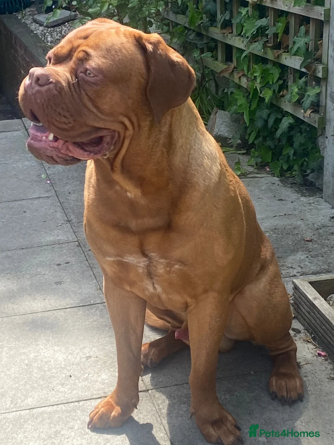 Dogue De Bordeaux dogs for sale: 1 Year Old KC Registered Dogue De Bordeux For Sale - Advert 2