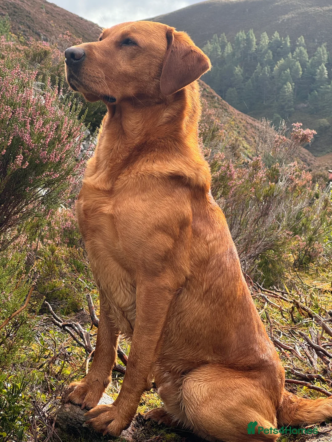 Labrador Retriever dogs for stud: Dark fox red KC working Labrador Stud in Inverness - Advert 3