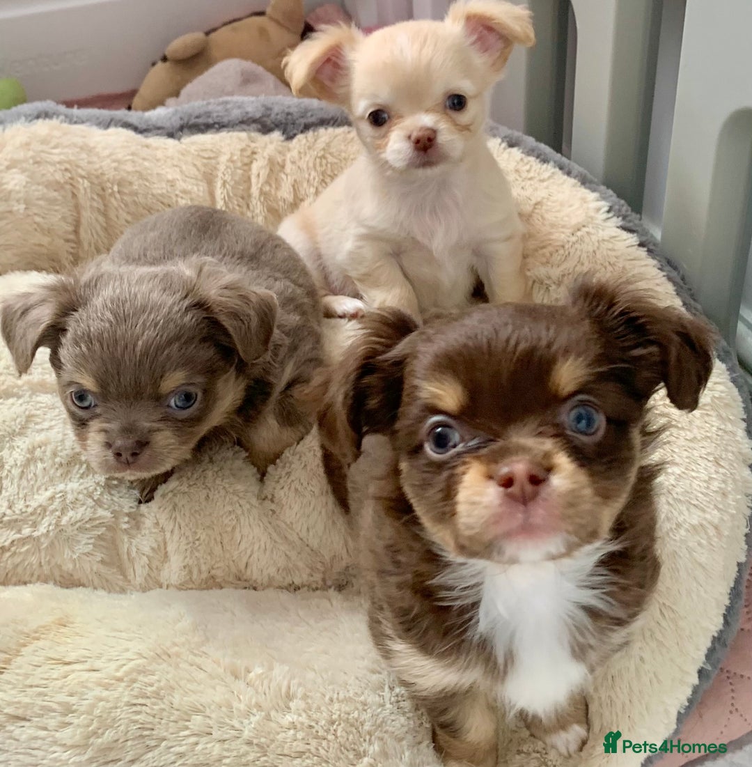 Chihuahua dogs for stud: My handsome boy for stud russian import in Durham - Advert 15