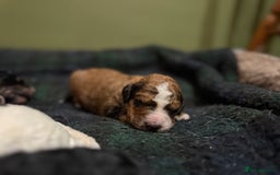 Bernedoodle dogs for sale: Bernedoodle F1B puppies - Image 28