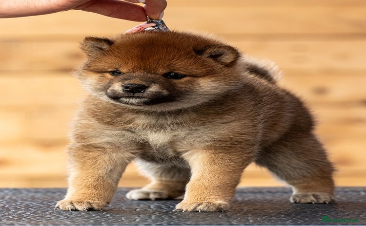 Japanese Shiba Inu dogs - Advert 1
