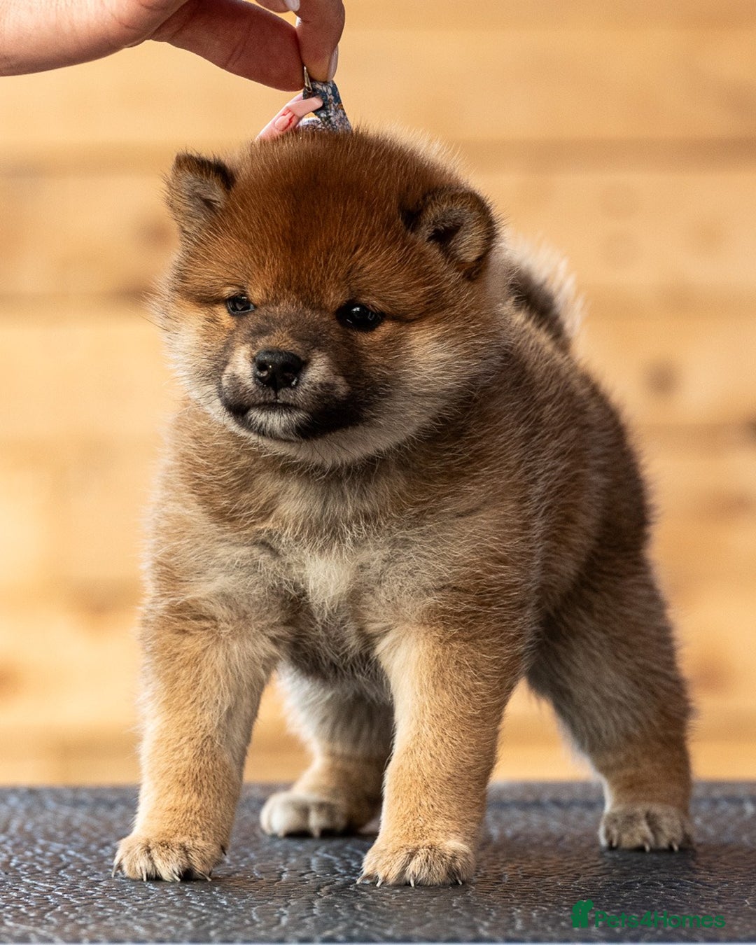 Japanese Shiba Inu dogs for sale: ❤️Shiba Inu – Red Female Puppy❤️ - Image 1