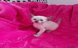 Siamese cats for sale: Beautiful GCCF registered Siamese kittens  - Image 17