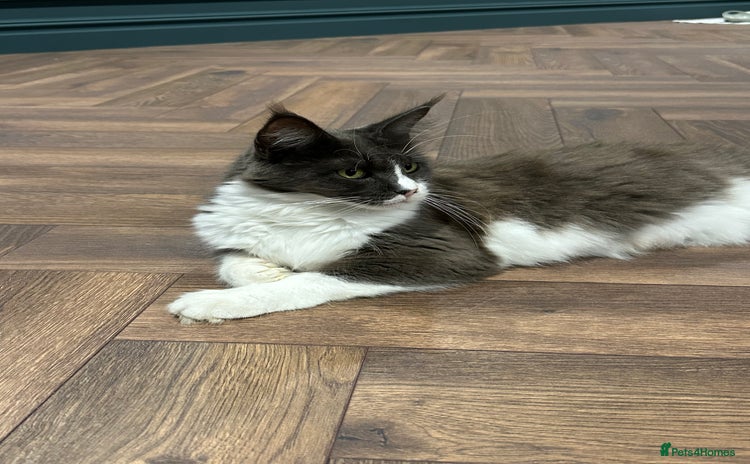Maine Coon cats - Advert 8