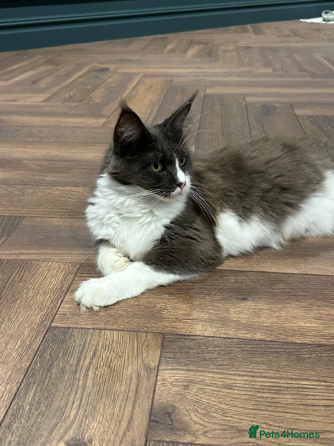 Maine Coon cats for sale: Beautiful Maine Coon Girl - Image 1