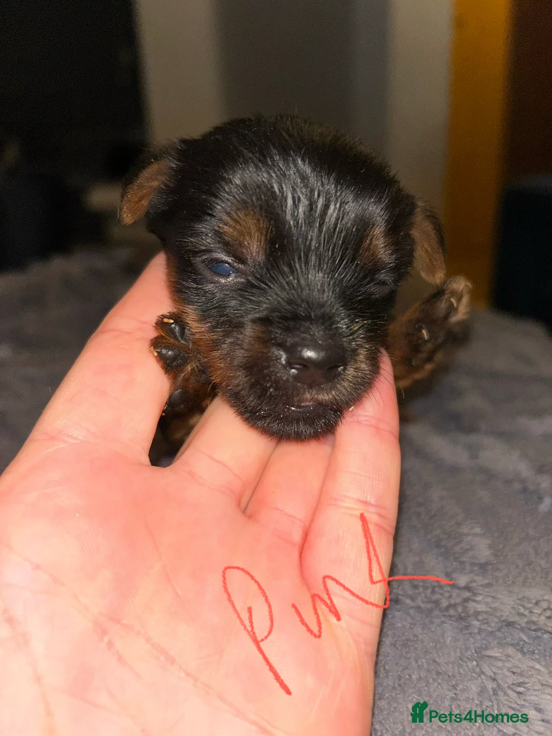 Yorkshire Terrier dogs for sale: Yorkshire terrier puppies  - Advert 20