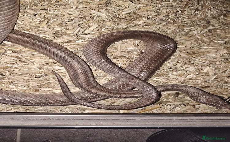 Corn Snake reptiles - Advert 2
