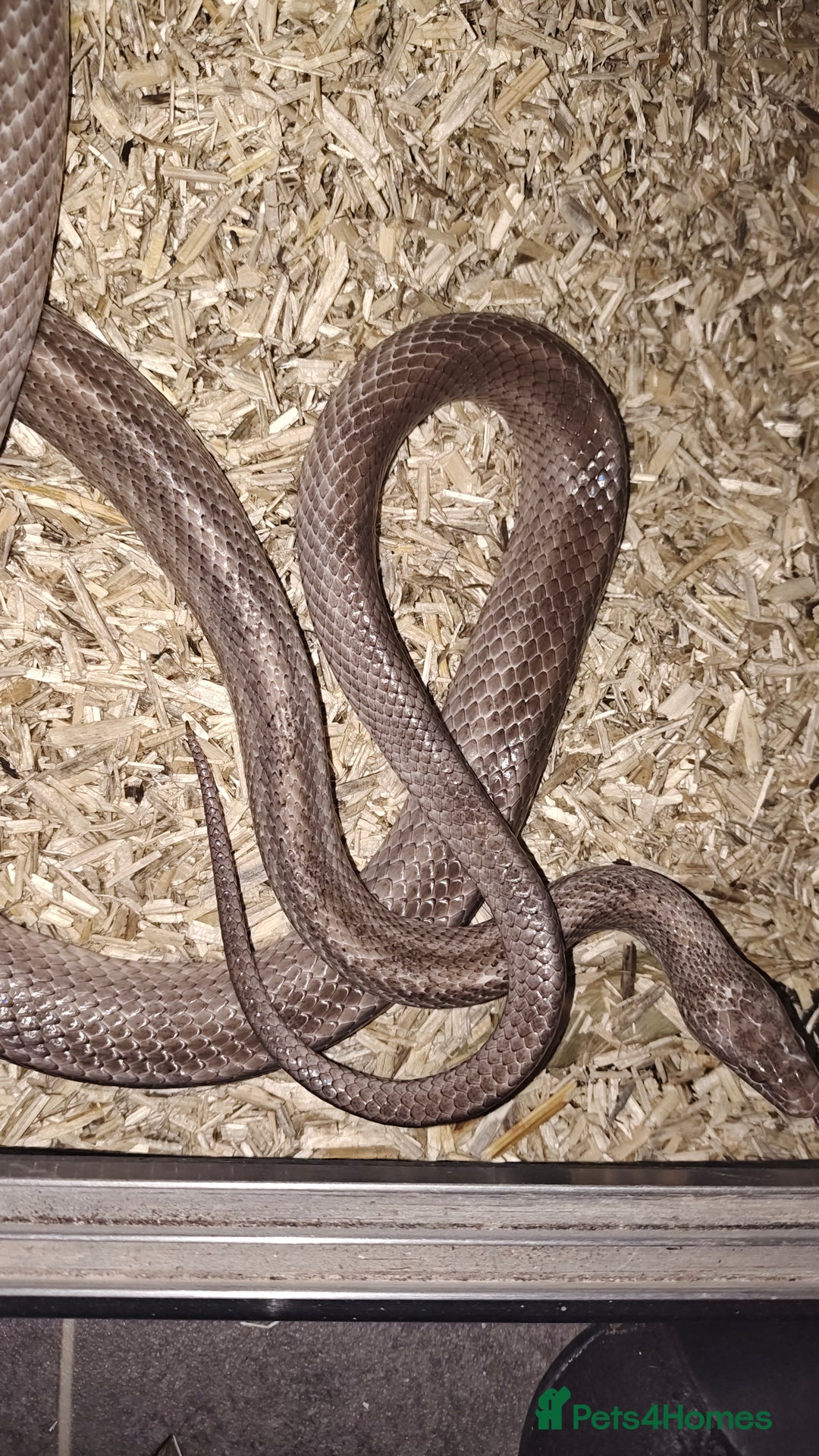 Corn Snake reptiles for sale: Breeding group  - Image 1
