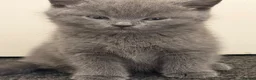 British Shorthair cats for sale: Gorgeous British short hair  in London - Advert 2
