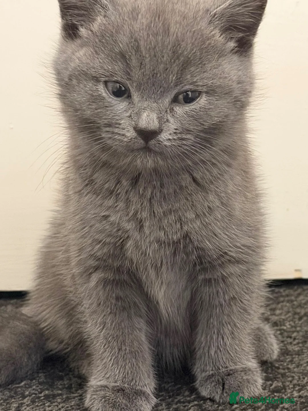 British Shorthair cats for sale: Gorgeous British short hair  in London - Advert 2