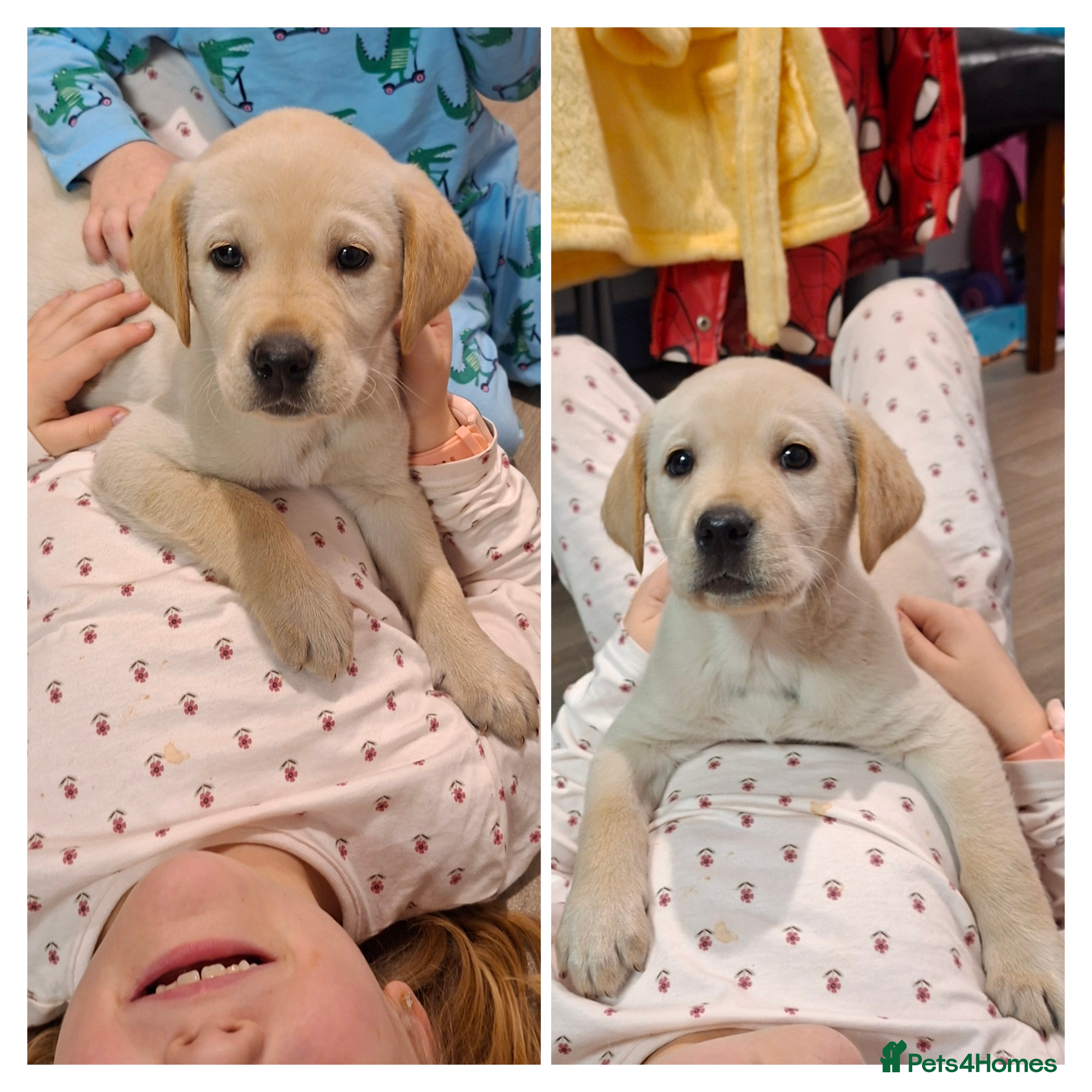 Labrador Retriever dogs Pedigree Labrador Golden Puppies - Advert 4