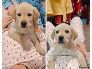 Labrador Retriever dogs Pedigree Labrador Golden Puppies - Advert 4