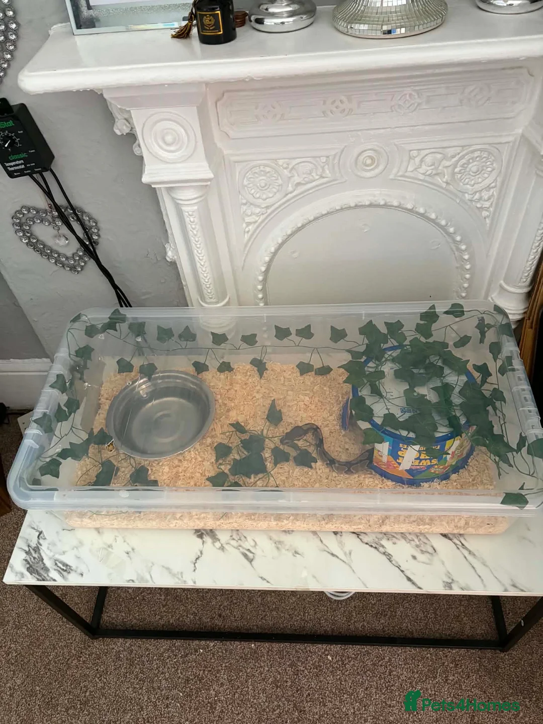 Python Snake reptiles for sale: Female ball python  - Advert 2
