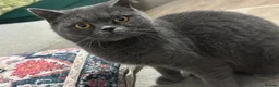 British Shorthair cats for sale: BRITISH SHORTHAIR FEMALE  - Advert 11